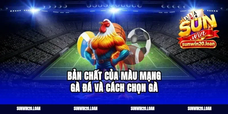 Bản chất của màu mạng gà đá và cách chọn gà